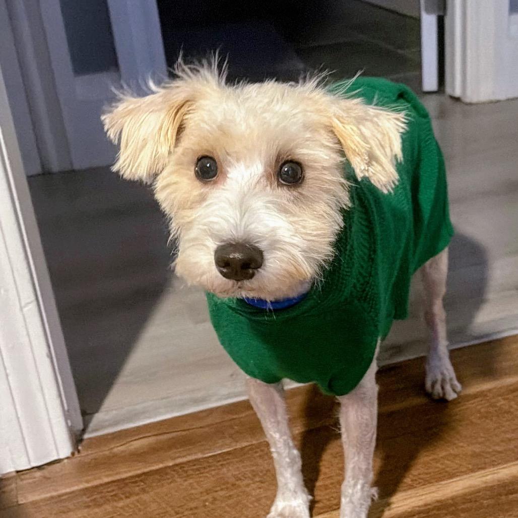 Enlarge Scooter, a Adoptable Schnauzer in Goltry, OK image 5/6