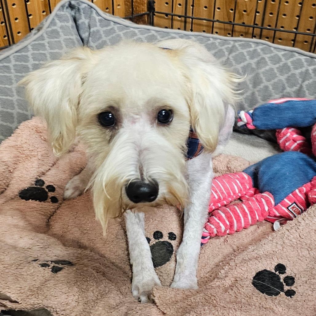 Enlarge Scooter, a Adoptable Schnauzer in Goltry, OK image 6/6