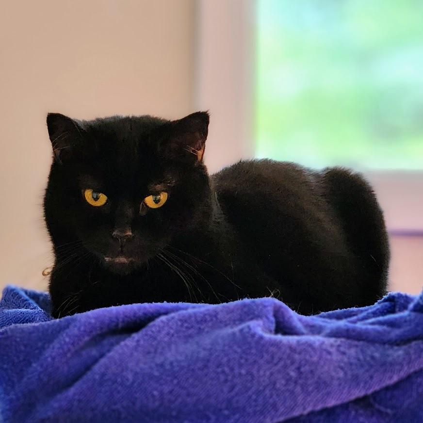 Sammy, Adoptable, Senior Female Domestic Short Hair.