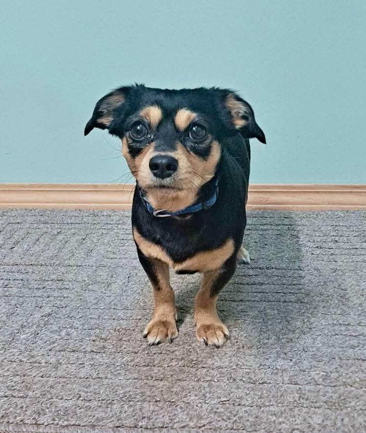 Yogi, Adopted, Adult Male Mixed Breed.