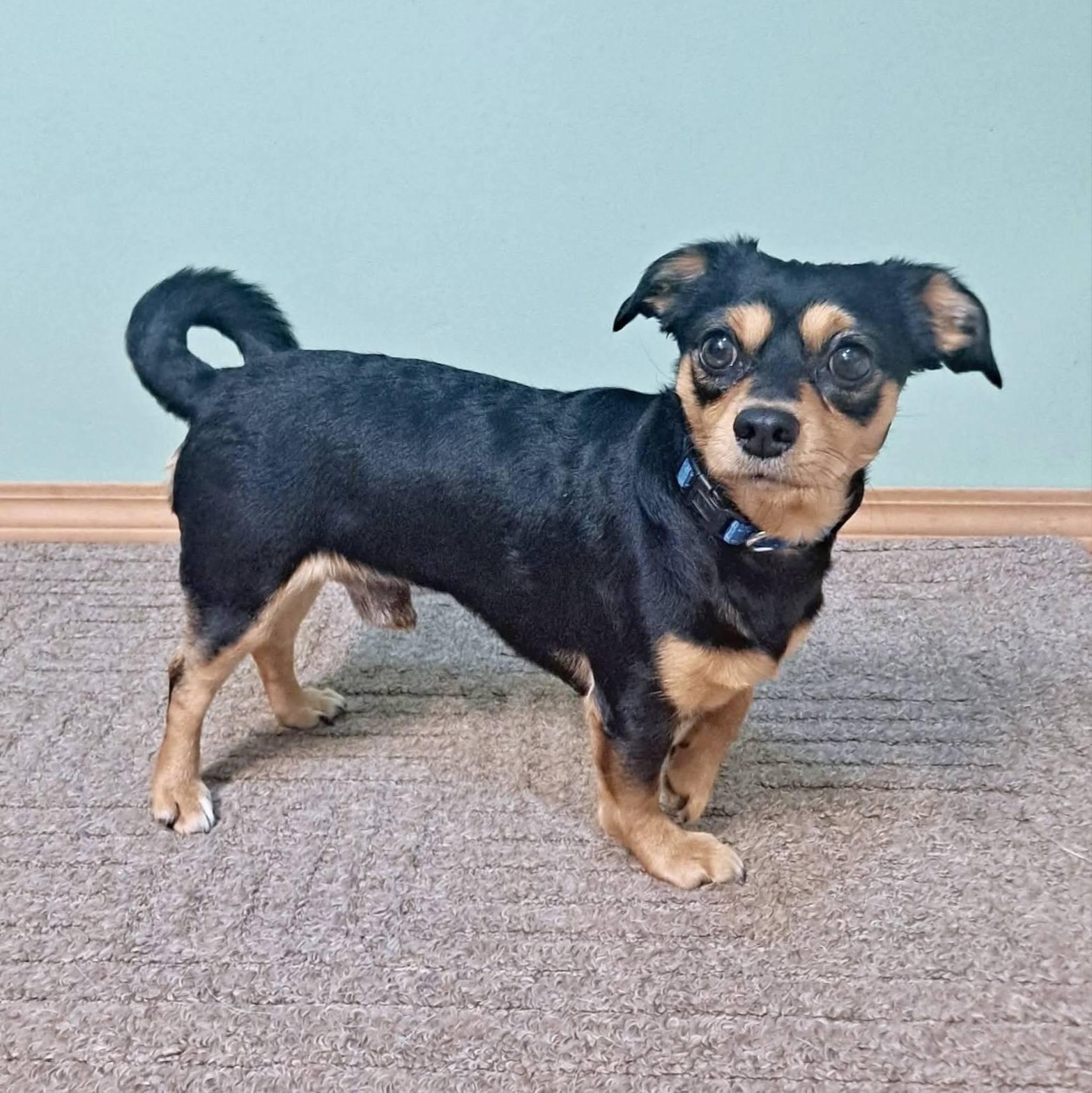 Enlarge Yogi, a Adopted Mixed Breed in Fairmont, WV image 2/3