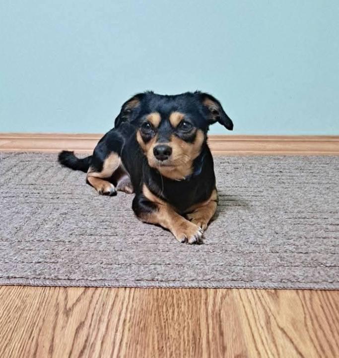 Enlarge Yogi, a Adopted Mixed Breed in Fairmont, WV image 3/3