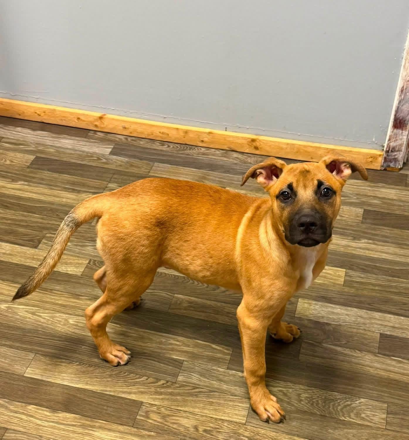 Enlarge Dudley, a ADOPTABLE mixed breed in Luttrell, TN image 4/4
