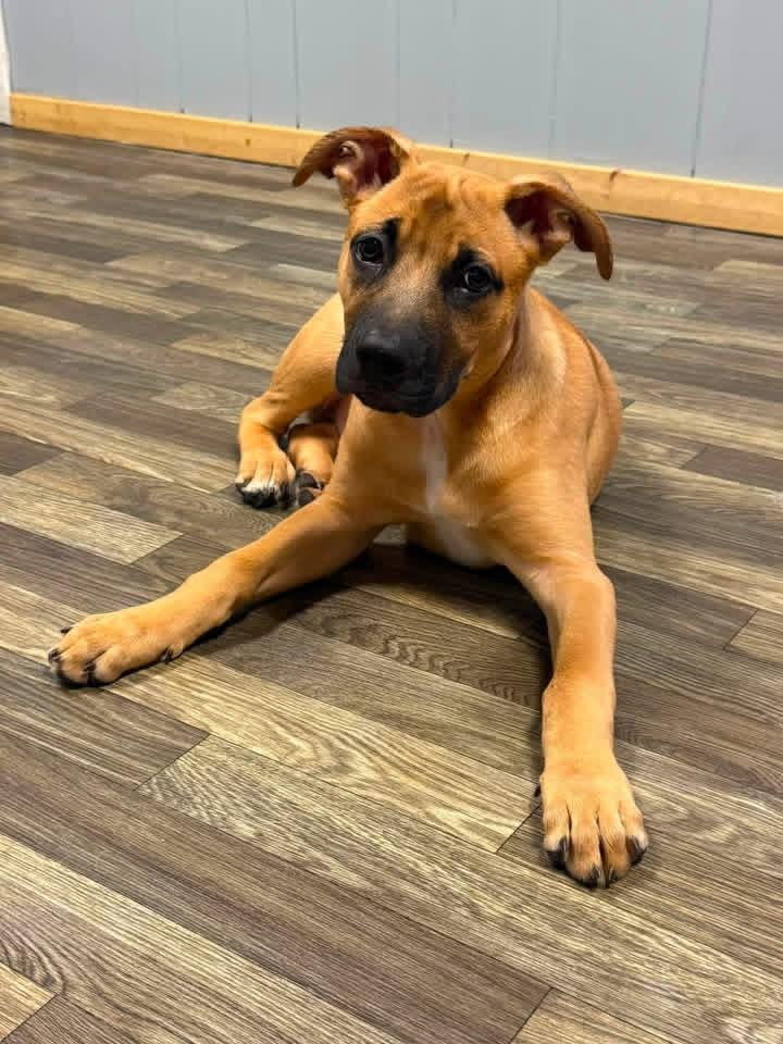 Enlarge Dudley, a ADOPTABLE mixed breed in Luttrell, TN image 2/4