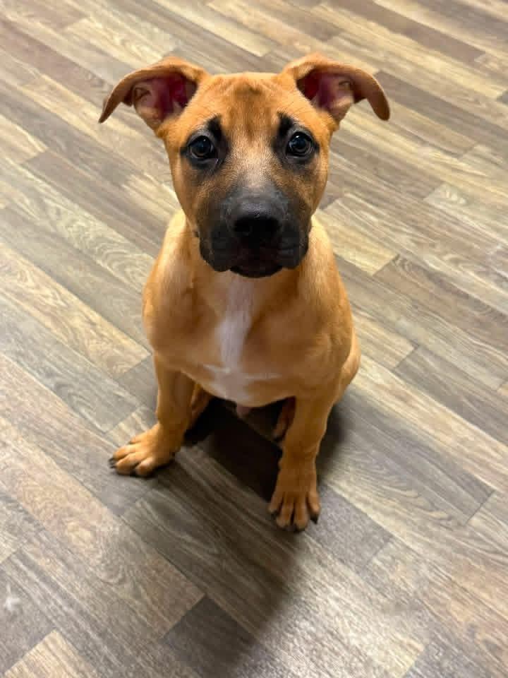 Enlarge Dudley, a ADOPTABLE mixed breed in Luttrell, TN image 3/4