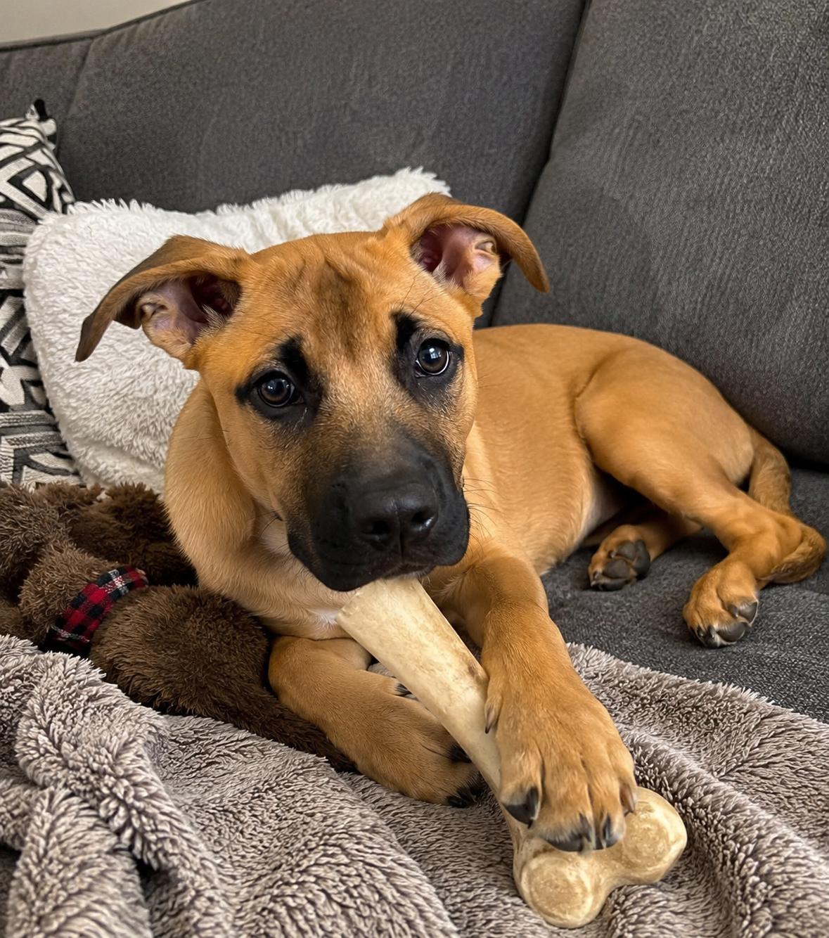 Dudley, ADOPTABLE, Puppy Male Belgian Shepherd / Malinois & Boxer.