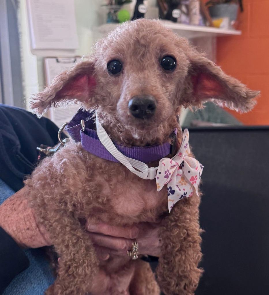 Enlarge Pokey, a Adoptable Poodle in Crandon, WI image 1/1