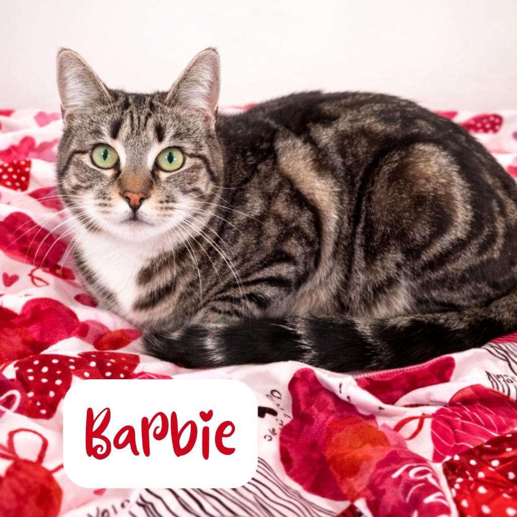 Barbie, Adoptable, Young Female Domestic Short Hair.