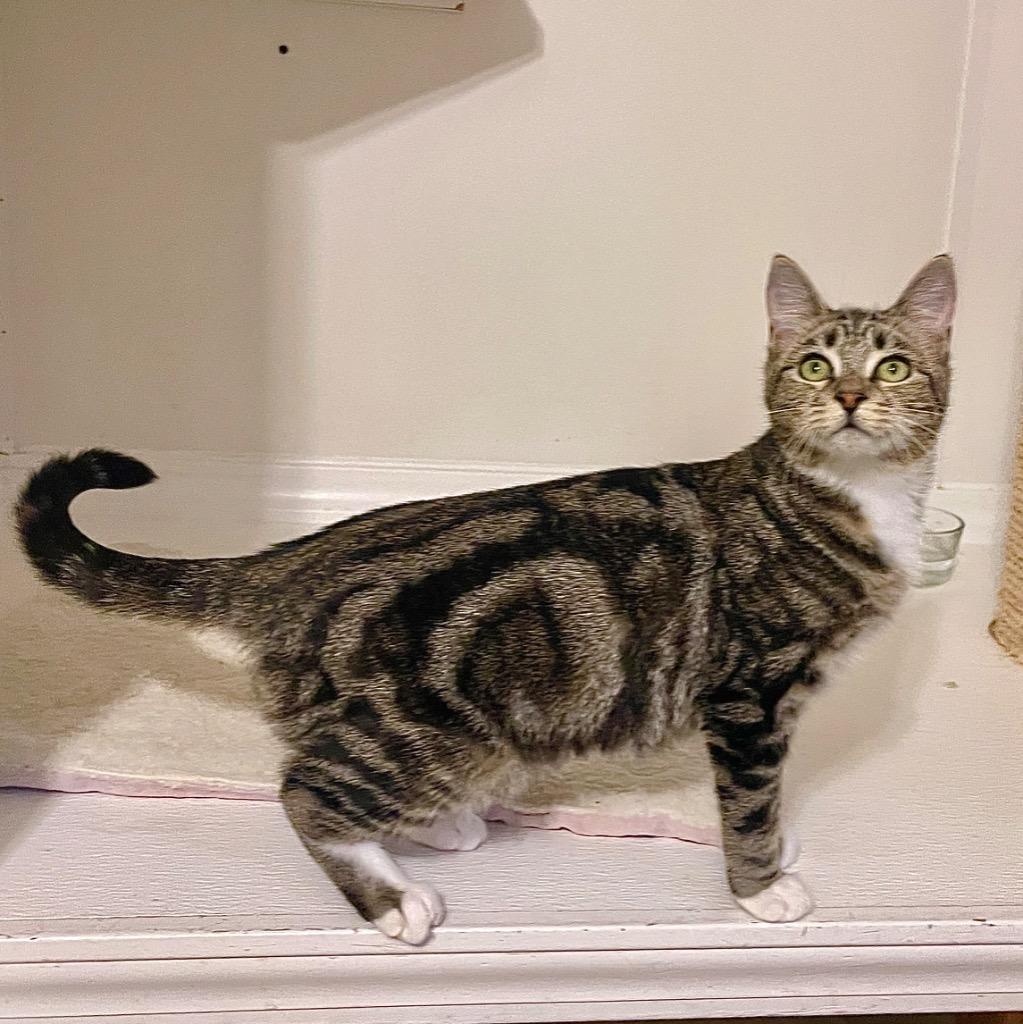 Enlarge Barbie, a Adoptable mixed breed in Cambria, CA image 2/6