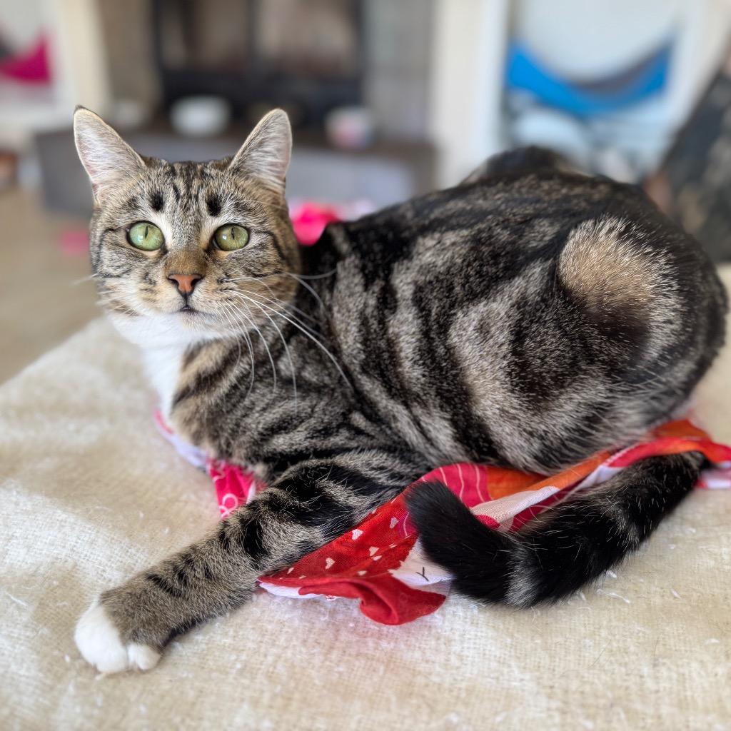 Enlarge Barbie, a Adoptable mixed breed in Cambria, CA image 4/6