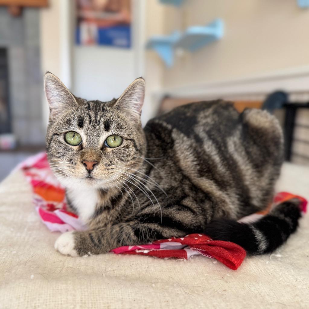 Enlarge Barbie, a Adoptable mixed breed in Cambria, CA image 5/6