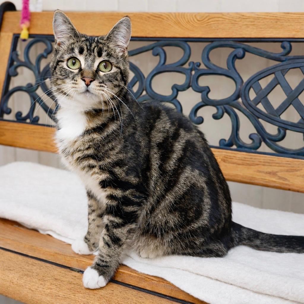 Enlarge Barbie, a Adoptable mixed breed in Cambria, CA image 6/6