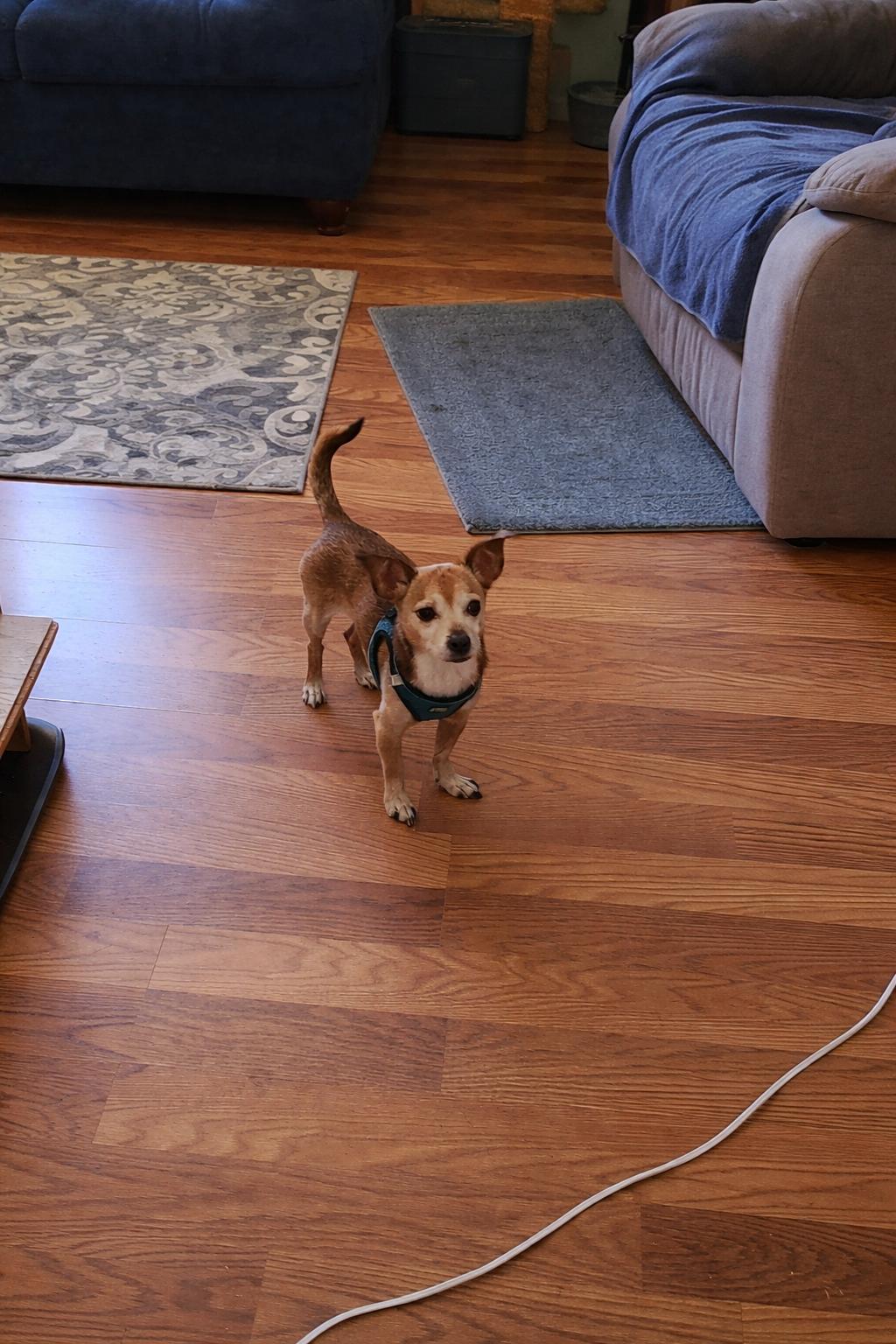 Enlarge Buddy, an adopted Chihuahua in New Port Richey, FL image 2/2