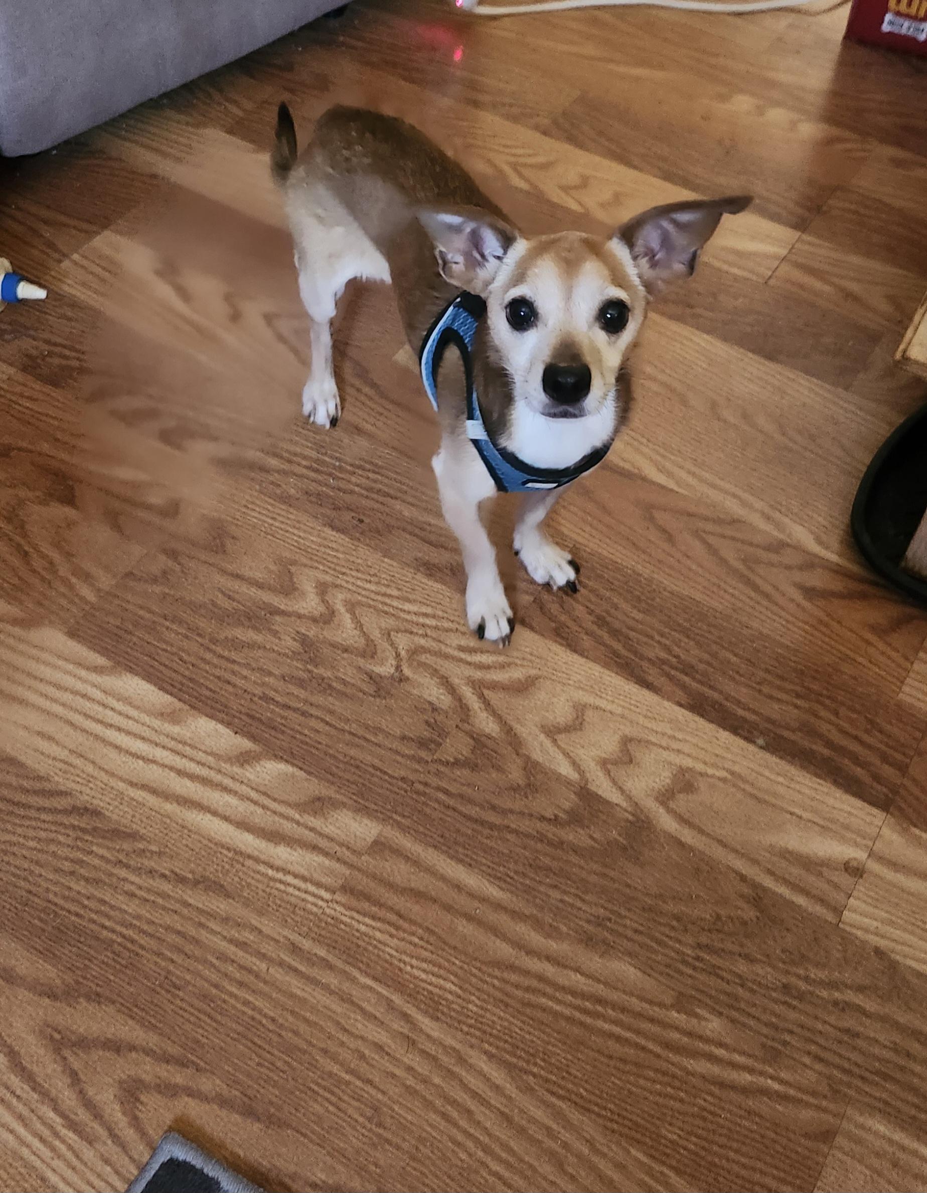 Buddy, adopted, Adult Male Chihuahua.