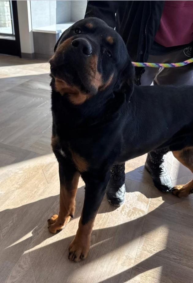 FERGUS, adopted, Adult Male Rottweiler.