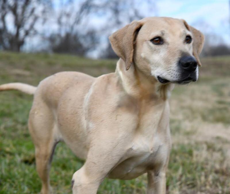 Lenny Luhrs, a Adoptable mixed breed in Maryville, TN image 2/6