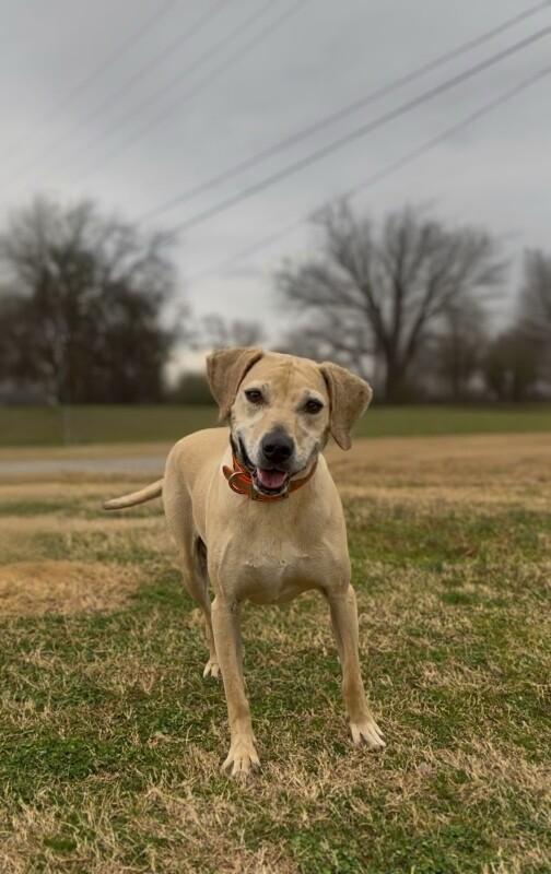 Lenny Luhrs, a Adoptable mixed breed in Maryville, TN image 3/6