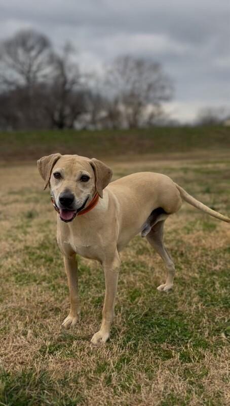 Lenny Luhrs, a Adoptable mixed breed in Maryville, TN image 4/6