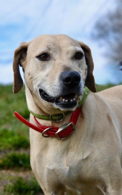 Lenny Luhrs, a Adoptable mixed breed in Maryville, TN image 6/6