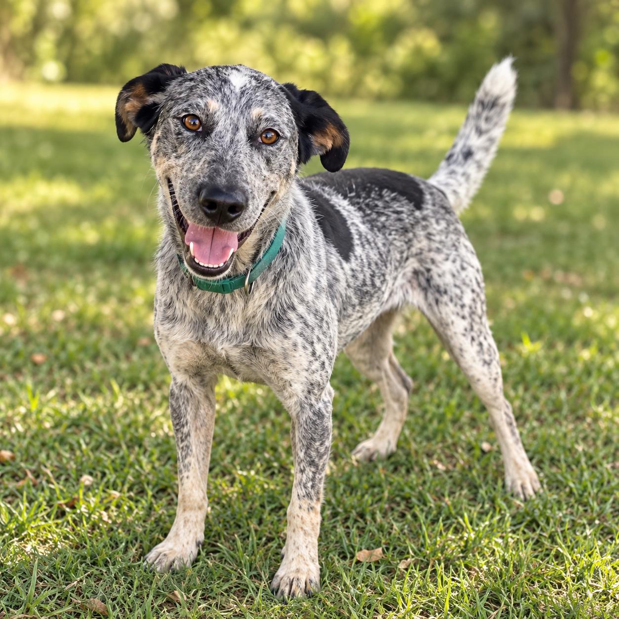 Chloe, Adopted, Young Female Australian Cattle Dog / Blue Heeler.
