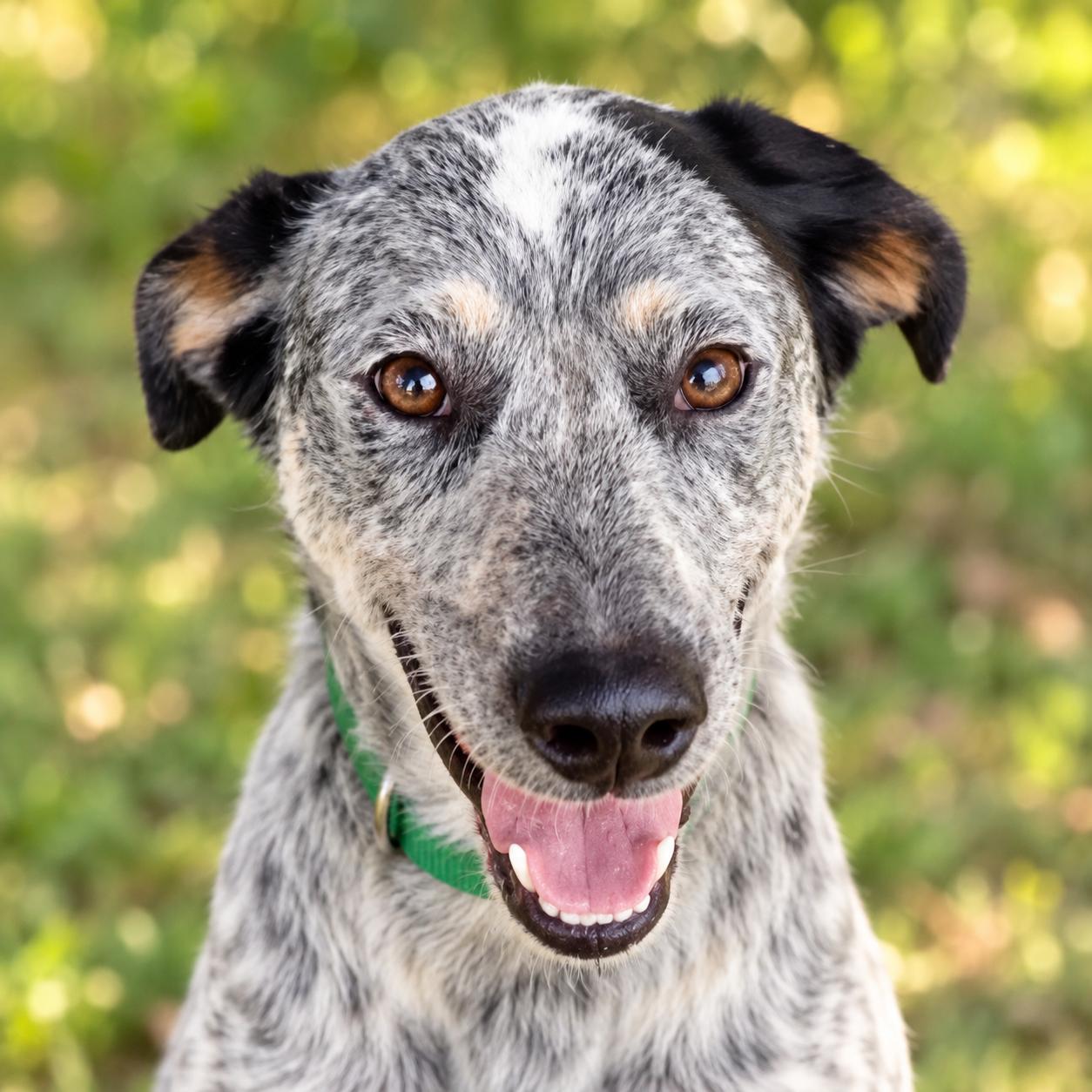 Enlarge Chloe, a Adopted mixed breed in Chicago   , IL image 2/2