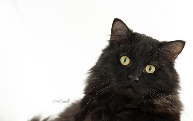 Enlarge Oscar, a ADOPTABLE Domestic Medium Hair in Wakefield, QC image 1/4