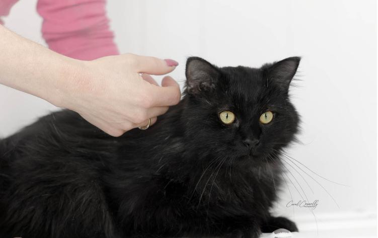 Enlarge Oscar, a ADOPTABLE Domestic Medium Hair in Wakefield, QC image 2/4