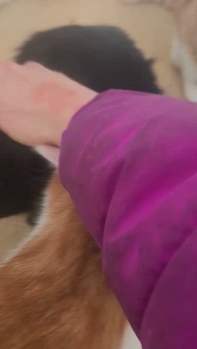 Enlarge Oscar, a ADOPTABLE Domestic Medium Hair in Wakefield, QC video 4/4