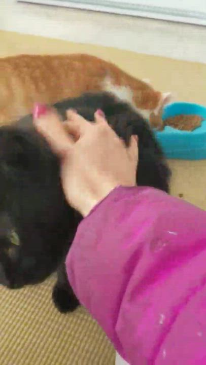 Enlarge Oscar, a ADOPTABLE Domestic Medium Hair in Wakefield, QC video 3/4