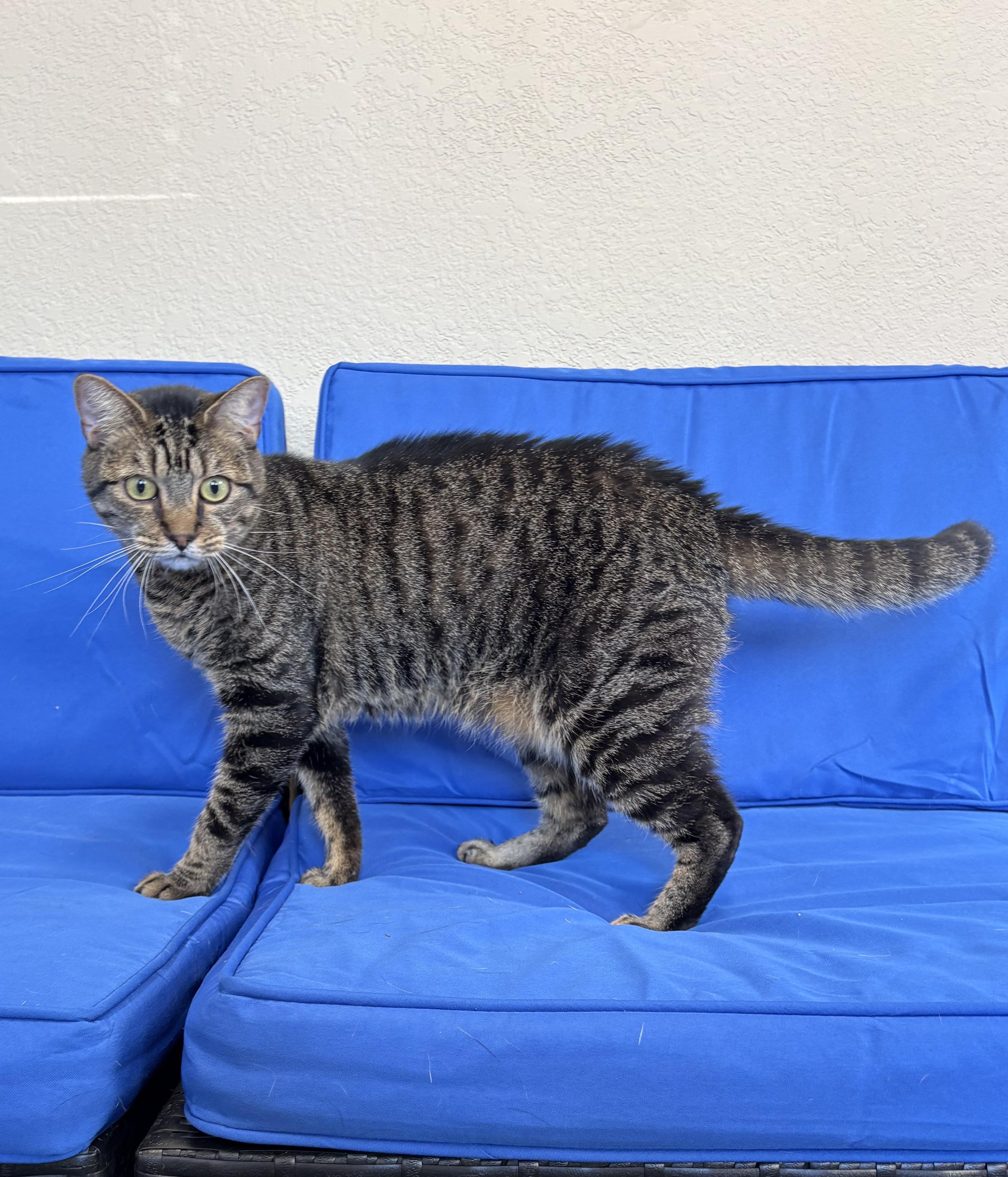 Poet, an adopted Domestic Short Hair in Plant City, FL image 4/4