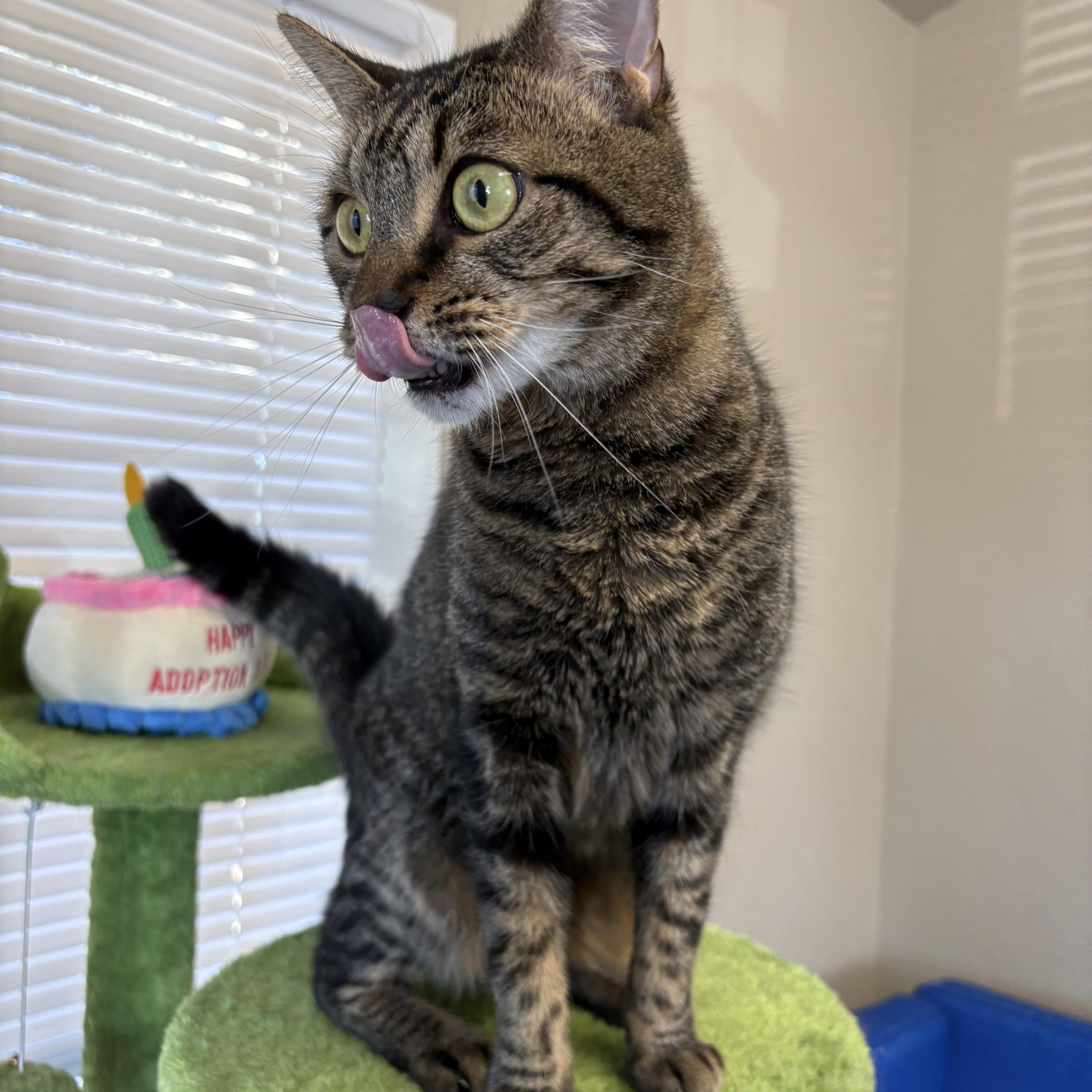 Poet, an adopted Domestic Short Hair in Plant City, FL image 3/4