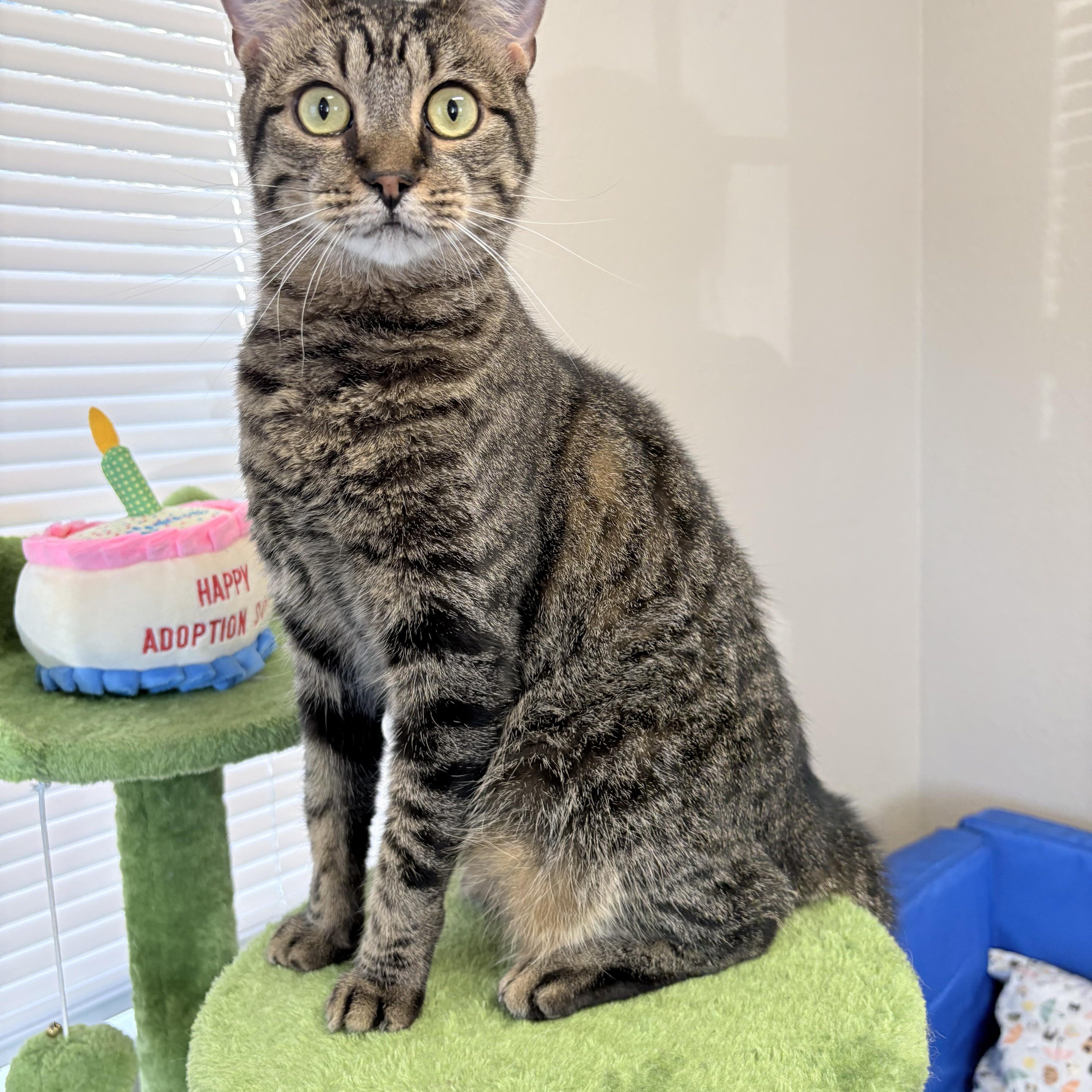 Poet, an adopted Domestic Short Hair in Plant City, FL image 2/4