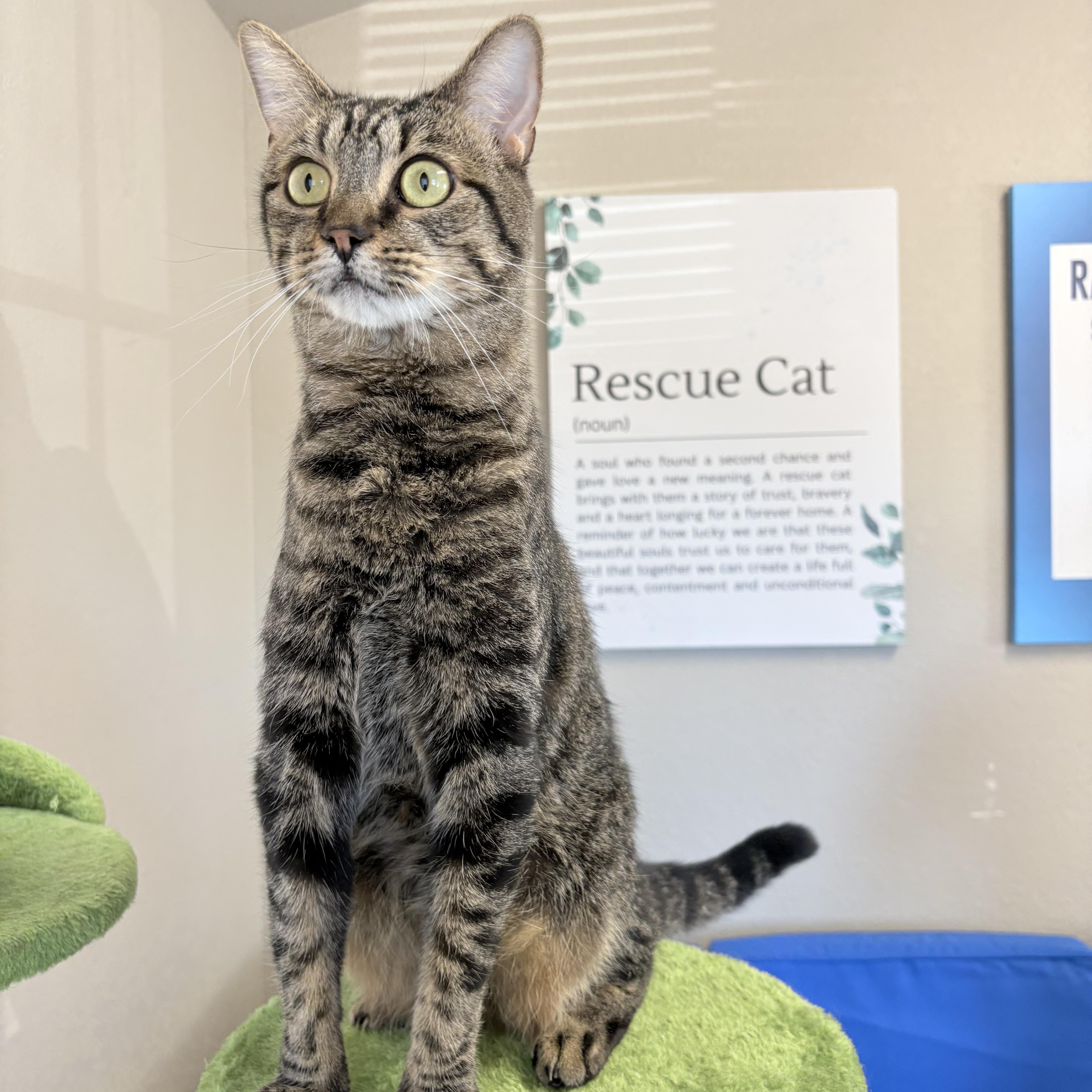 Poet, adopted, Adult Male Domestic Short Hair.