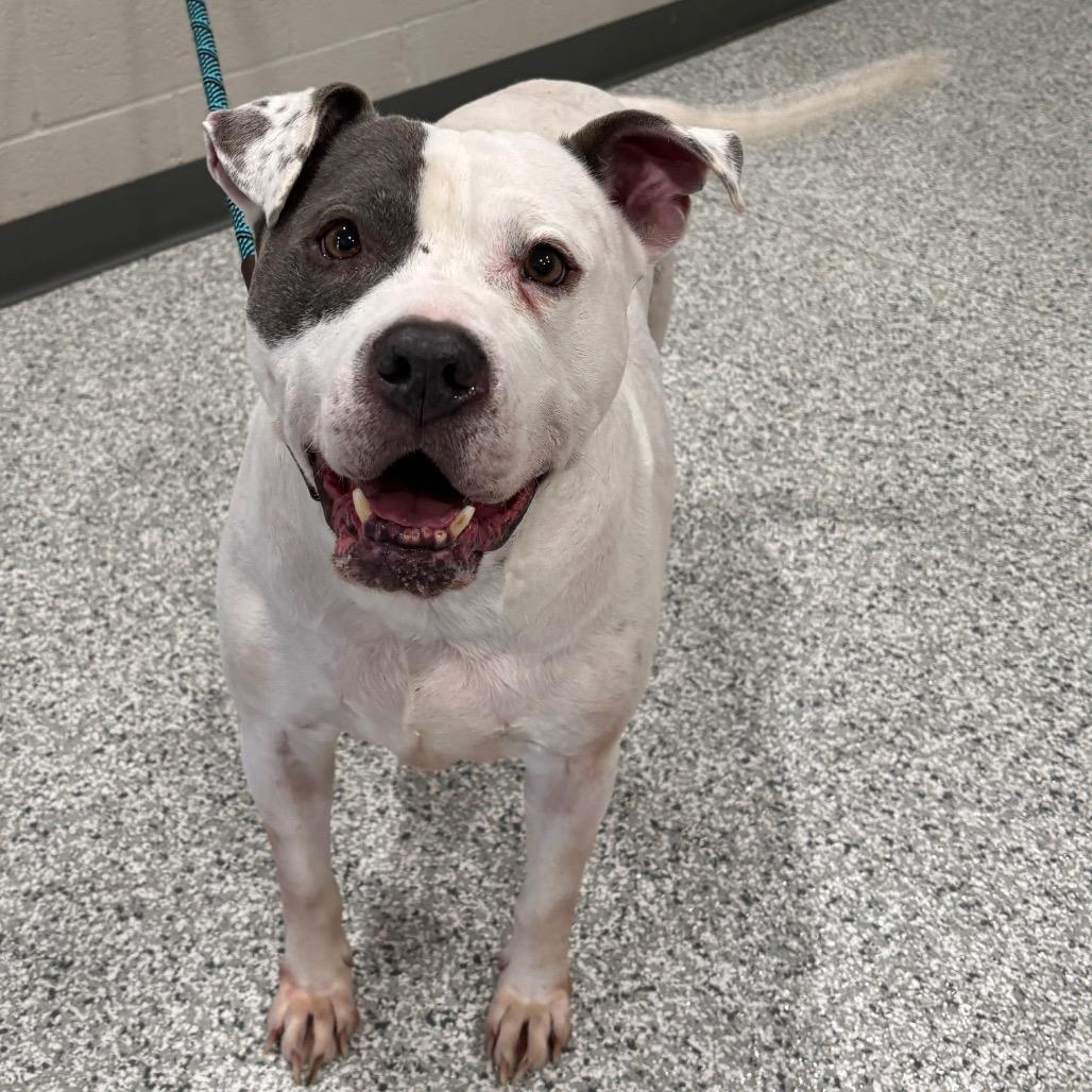 Enlarge Dozer, a Adoptable mixed breed in Smithville, TN image 1/3