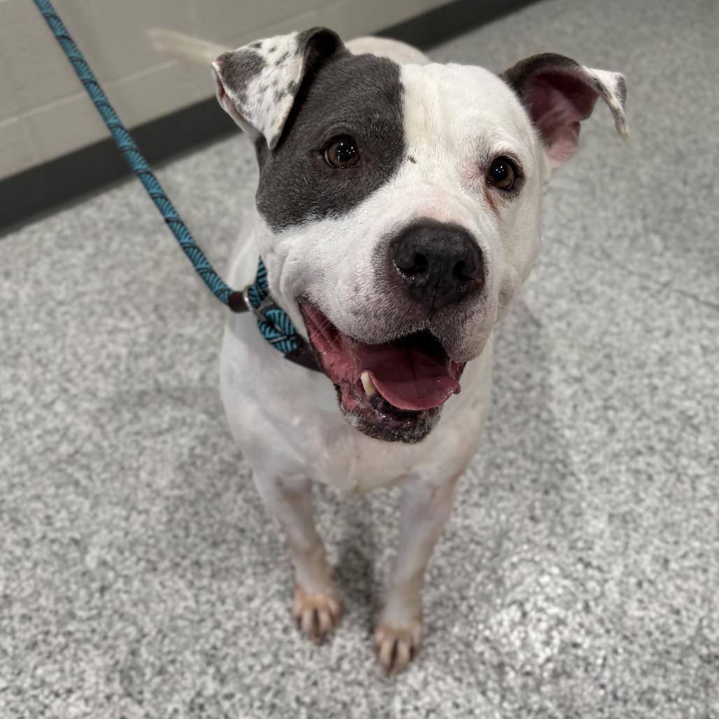 Enlarge Dozer, a Adoptable mixed breed in Smithville, TN image 2/3