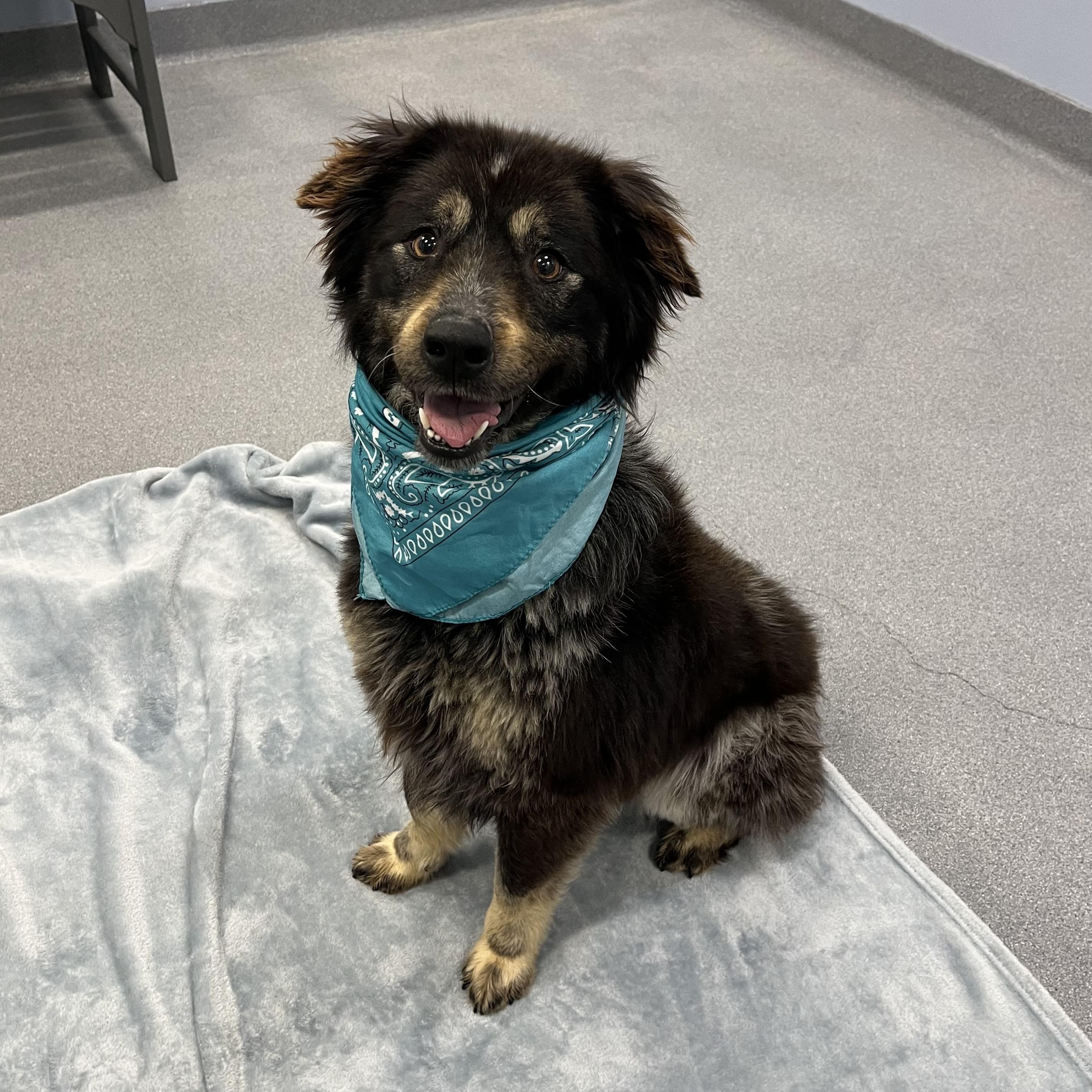 Enlarge Kiara, an adoptable Mixed Breed in Canal Winchester, OH image 1/5