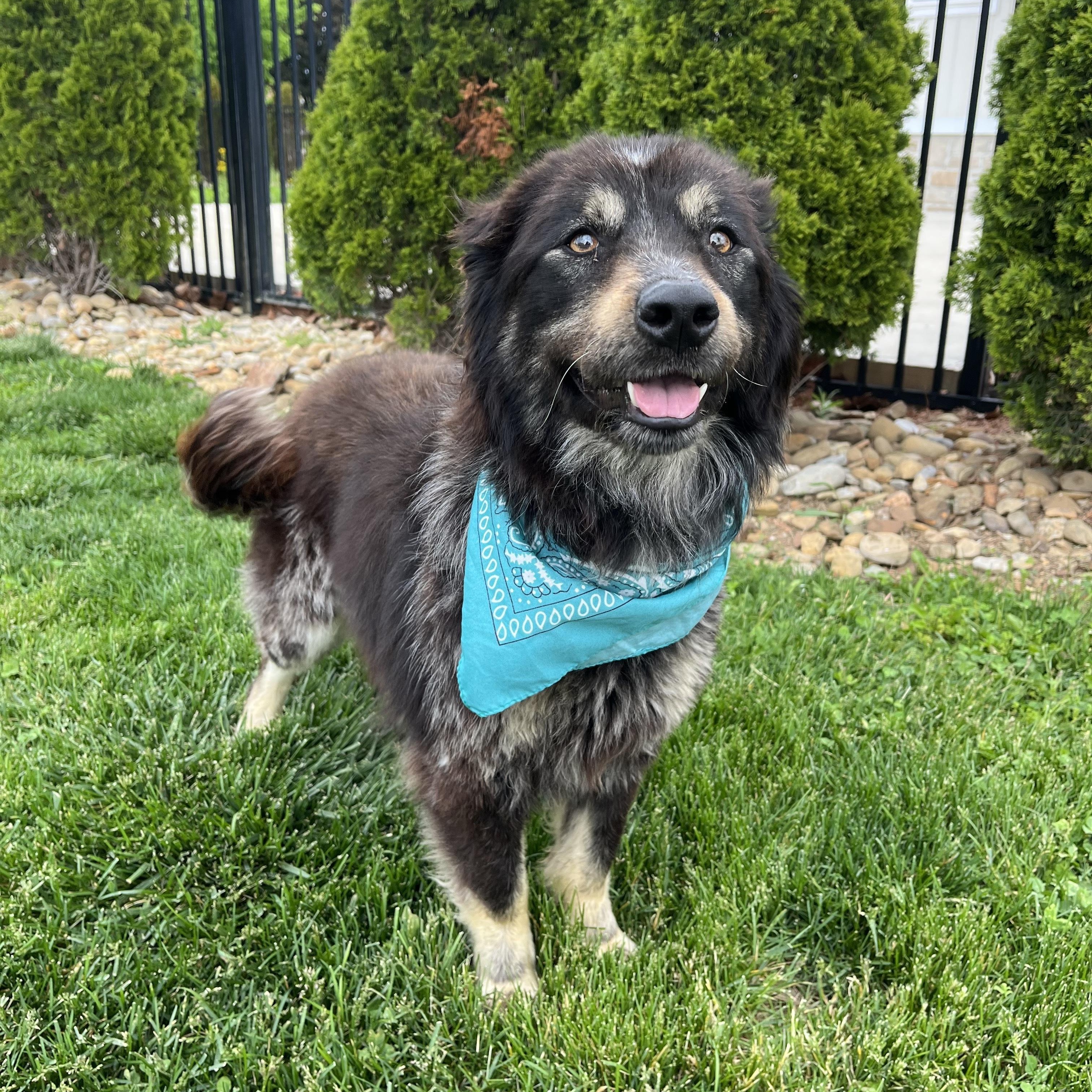 Enlarge Kiara, an adoptable Mixed Breed in Canal Winchester, OH image 2/5