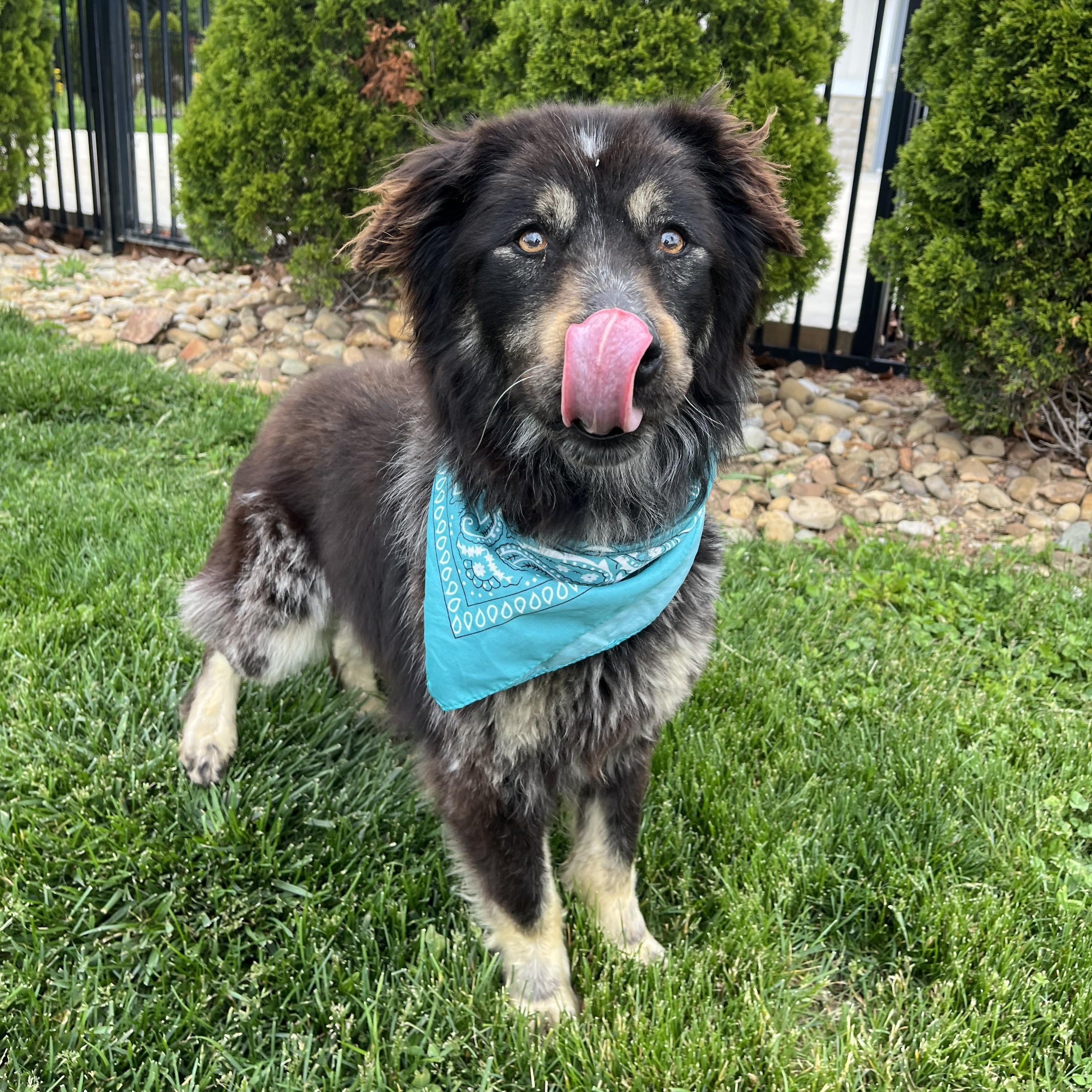 Enlarge Kiara, an adoptable Mixed Breed in Canal Winchester, OH image 3/5