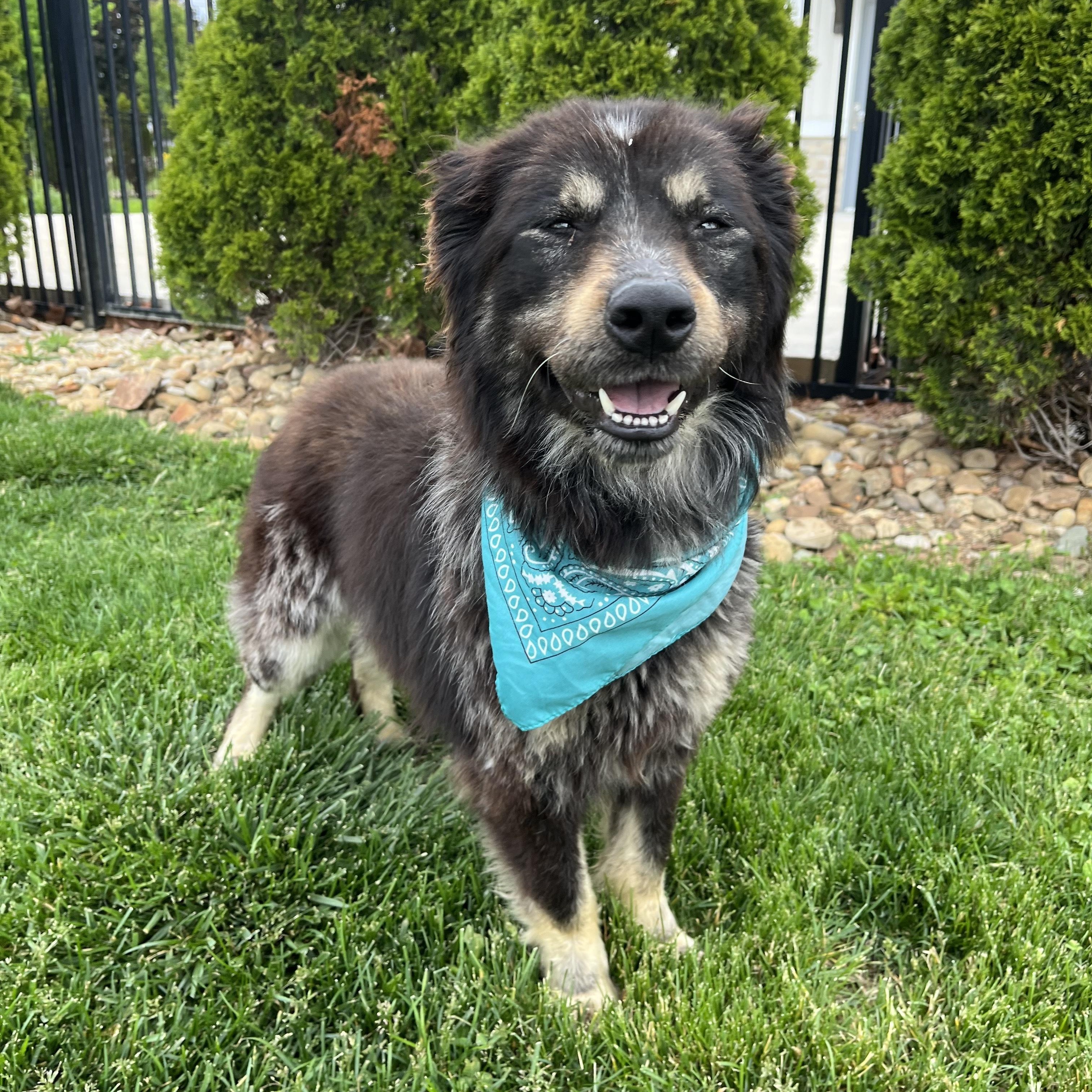 Enlarge Kiara, an adoptable Mixed Breed in Canal Winchester, OH image 4/5