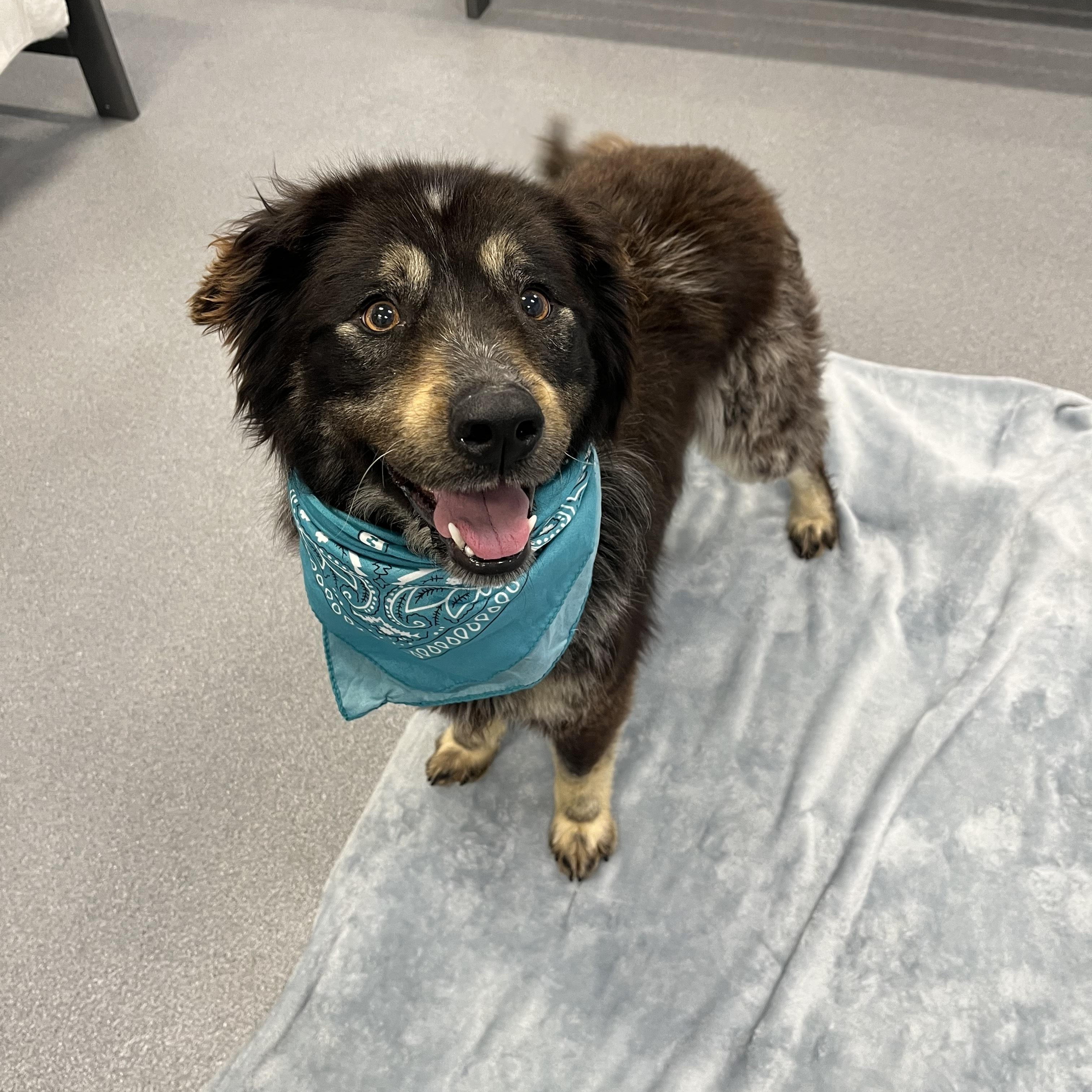 Enlarge Kiara, an adoptable Mixed Breed in Canal Winchester, OH image 5/5