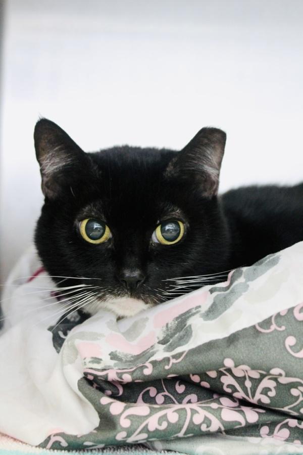 Baby, Adoptable, Adult Female Domestic Short Hair.