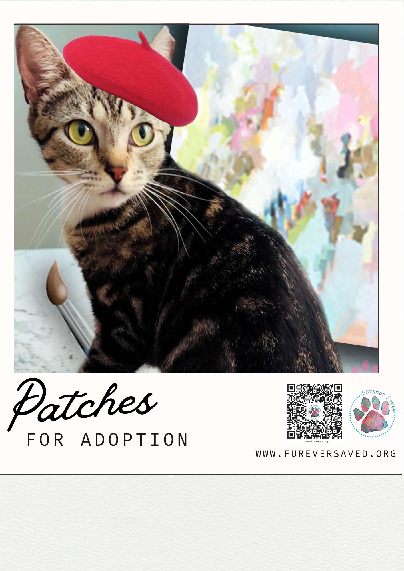 Patches American Shorthair Cat