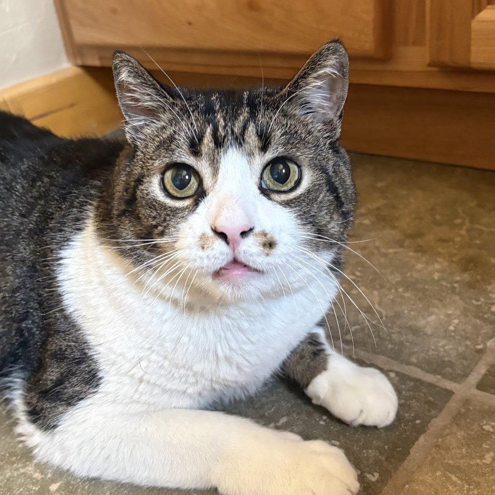 Miller, a Adoptable Domestic Short Hair in Evergreen, CO image 1/3