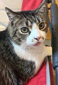 Miller, a Adoptable Domestic Short Hair in Evergreen, CO image 2/3