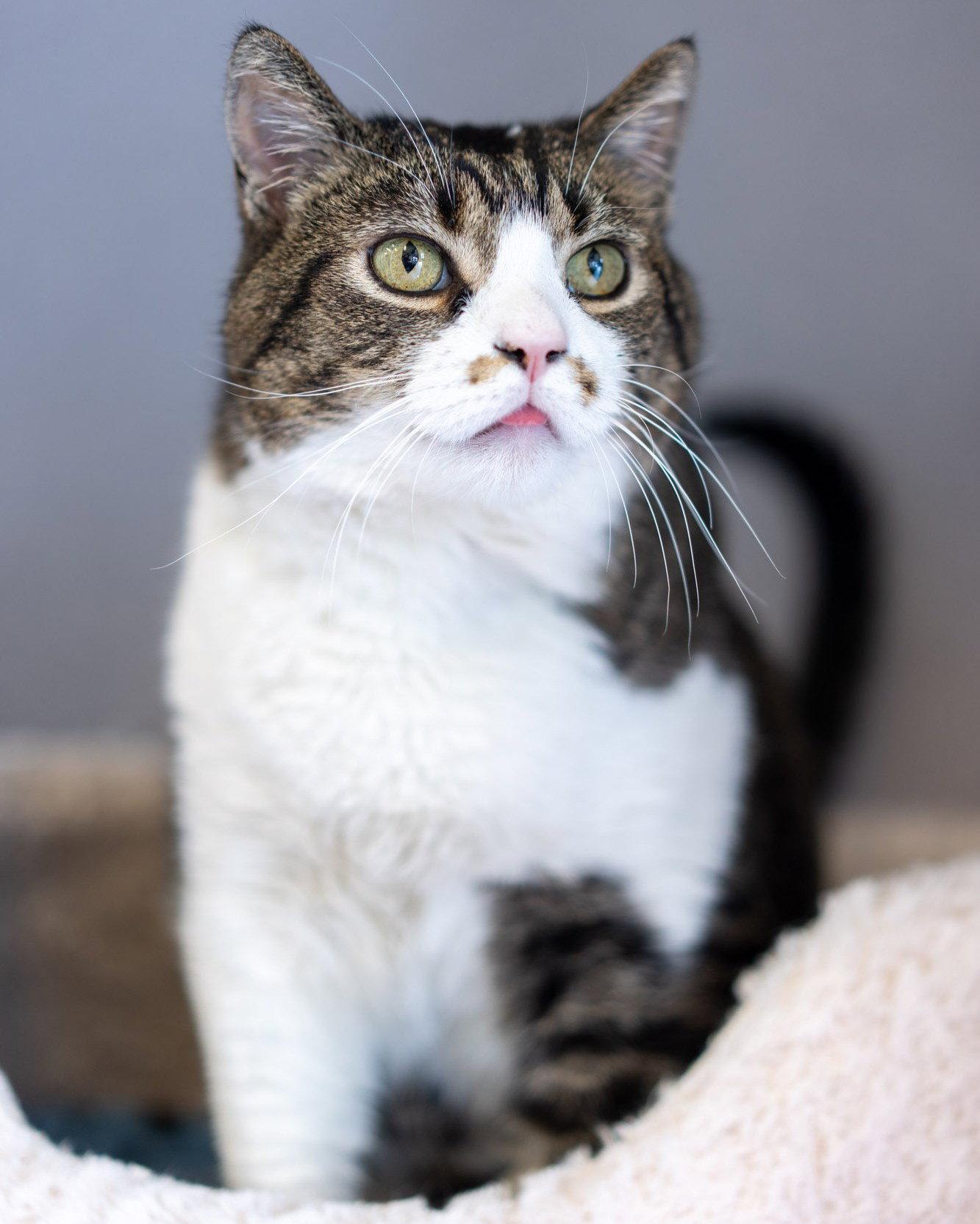 Miller, a Adoptable Domestic Short Hair in Evergreen, CO image 3/3