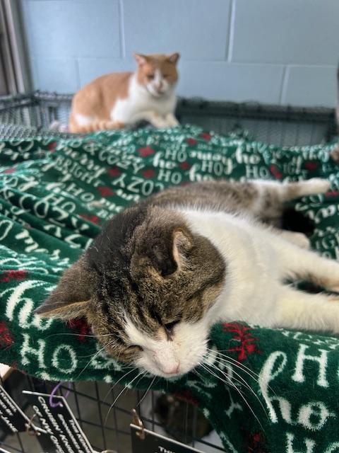 Dudley, adopted, Adult Female Domestic Short Hair.