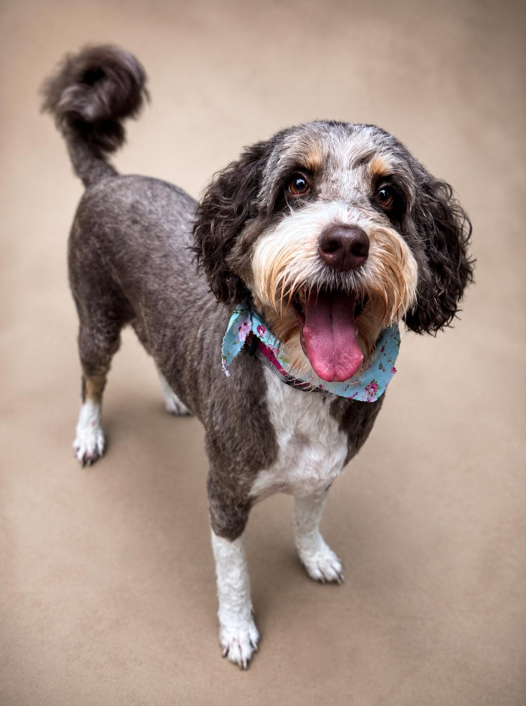 Charlie, a ADOPTABLE Aussiedoodle in Navarre, FL image 2/2