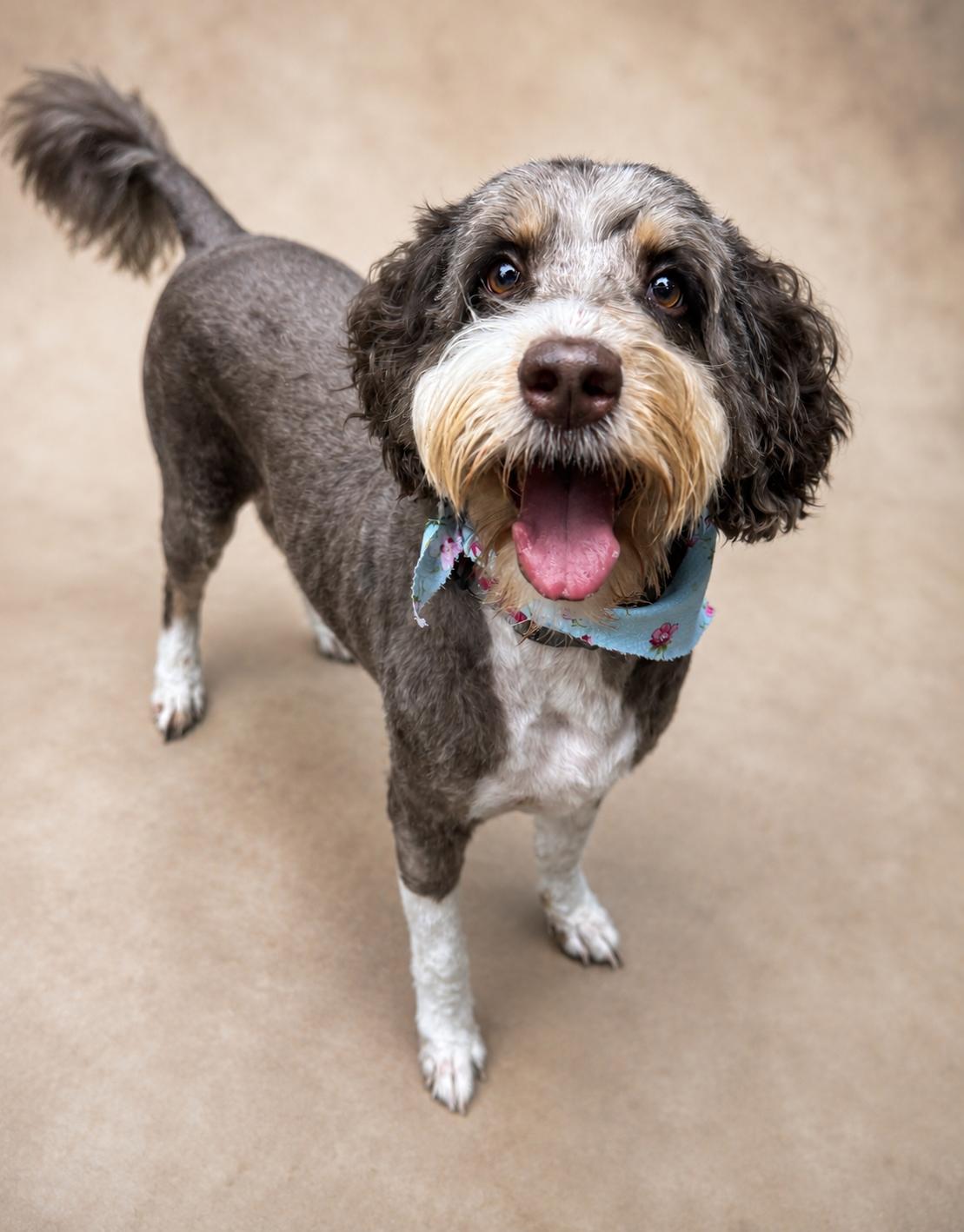 Charlie, ADOPTABLE, Adult Female Aussiedoodle.
