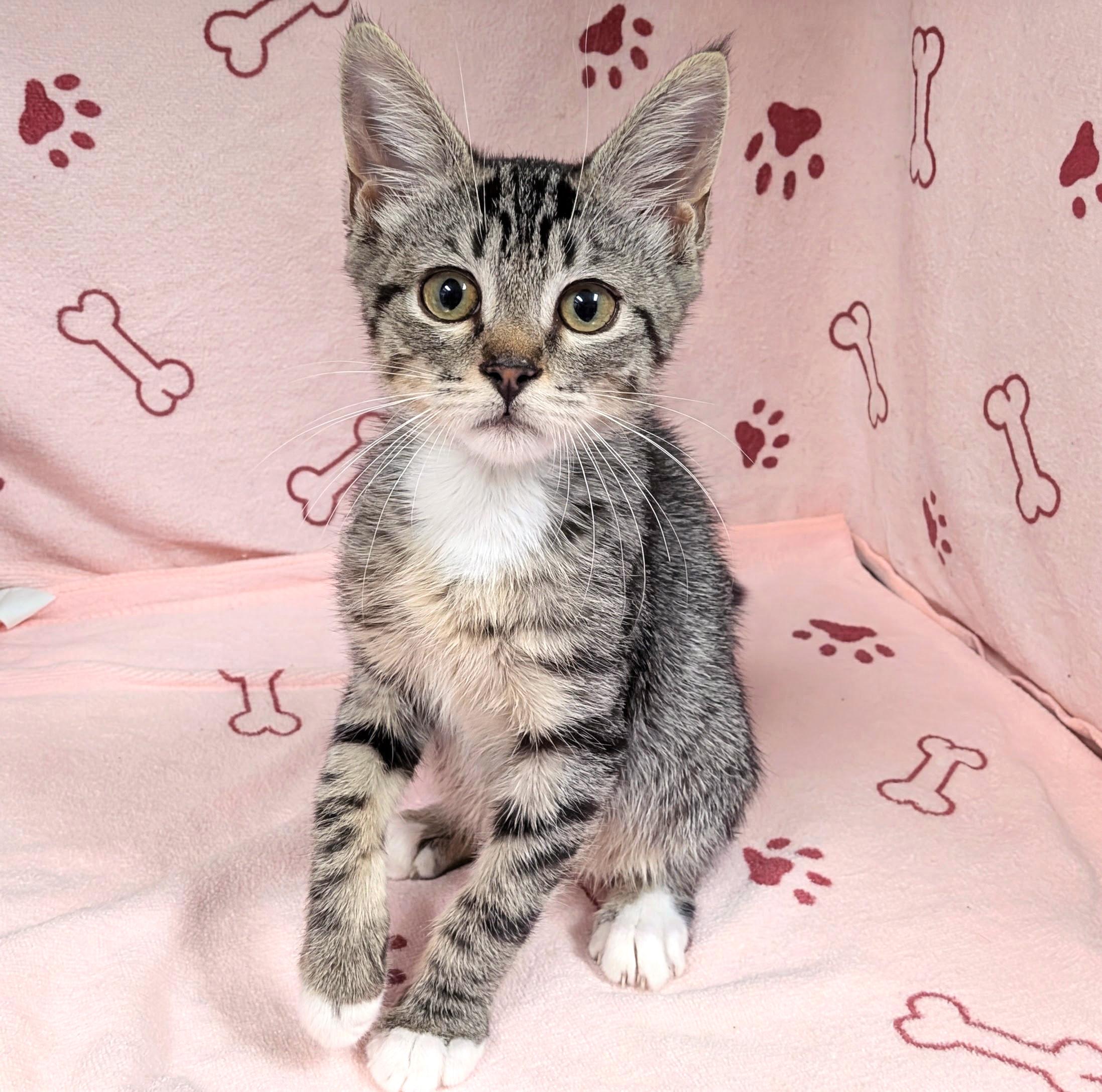 Enlarge Gilbert, an adopted mixed breed in Lake Monroe, FL image 2/2