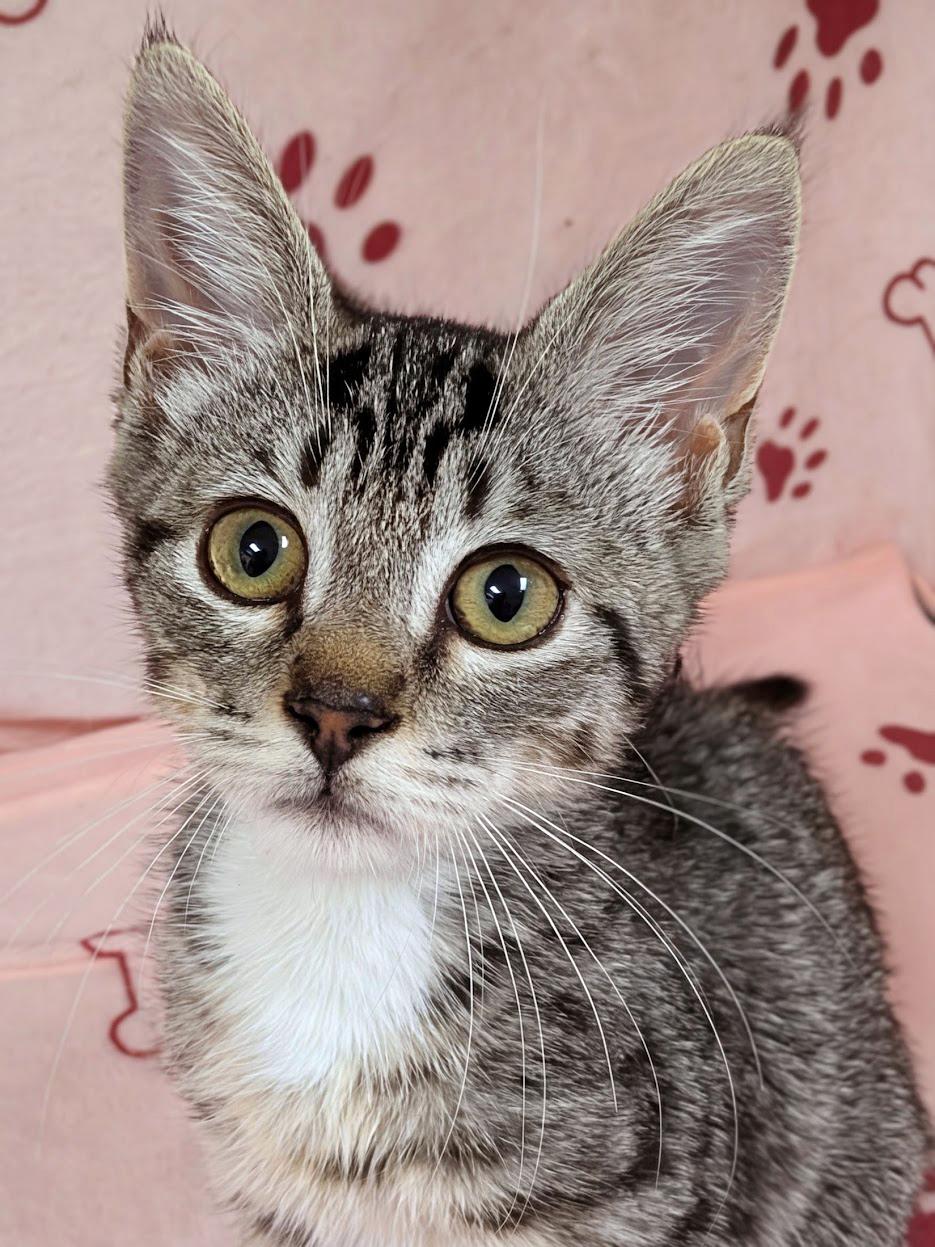 Enlarge Gilbert, an adopted mixed breed in Lake Monroe, FL image 1/2